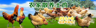 农家散养土鸡