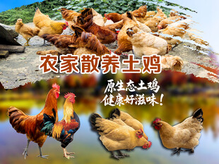 农家土鸡