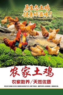 农家土鸡