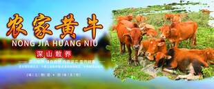 农家黄牛