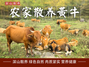 生态黄牛  