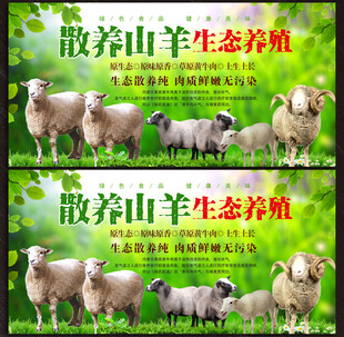 散养山羊展板
