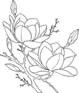 玉兰花枝线描图 矢量图