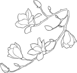 玉兰花枝线条勾勒图 矢量图