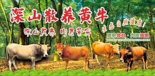 深山散养黄牛