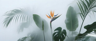 雾气磨砂膜效果绿植贴图