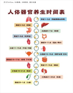中医人体器官养生时间表展板文化