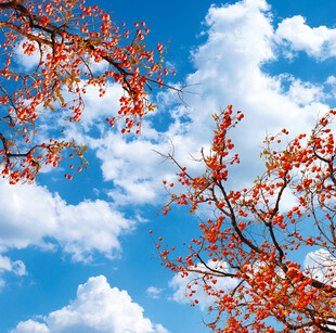 蓝天柿子树软膜灯箱