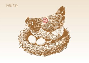 母鸡插画
