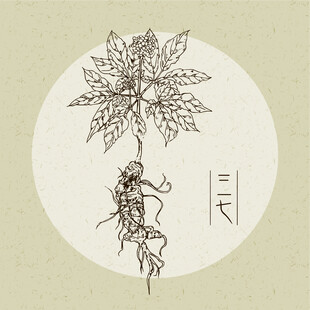 矢量手绘三七插画