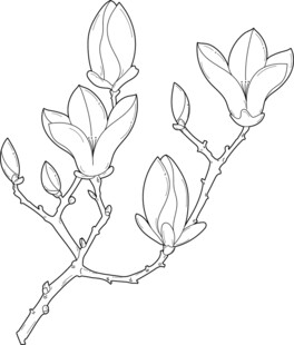 玉兰花枝线条图 矢量图