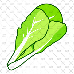 小白菜插画