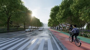 清晨骑行于林荫道路上