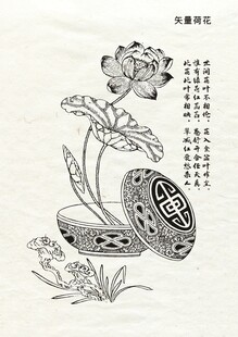 矢量线描手绘荷花