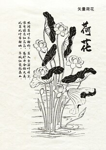 矢量线描手绘荷花