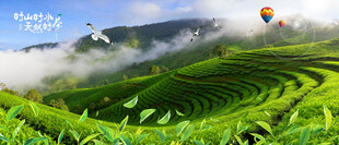 茶山