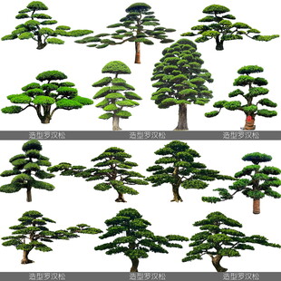 造型松树
