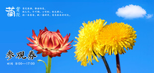 菊花展秋日绽放的艳丽花朵