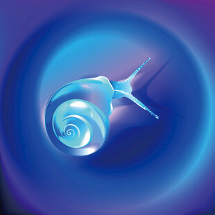 梦幻蓝色螺旋蜗牛