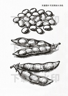 矢量手绘黄豆