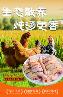 生态散养鸡肉 味美更鲜香