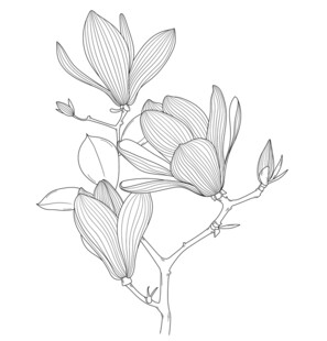 玉兰花枝线描图 矢量图