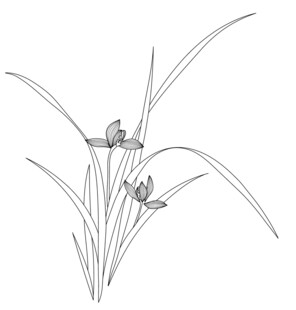 兰花线描图 矢量图