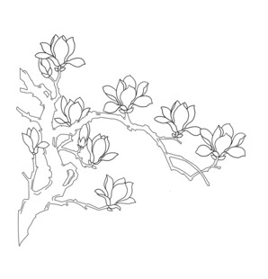 玉兰花枝线描图 矢量图
