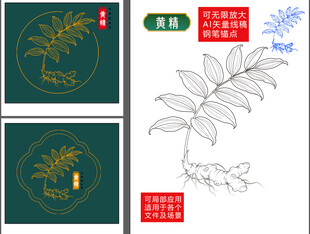 中药材黄精矢量图