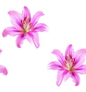 三朵娇艳粉色百合花