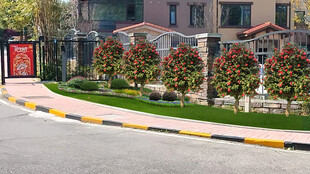 茶梅景观改造设计效果图