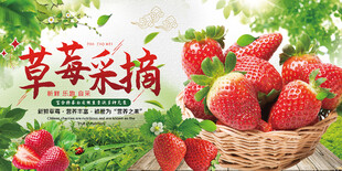 草莓采摘