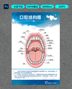 口腔结构图展示