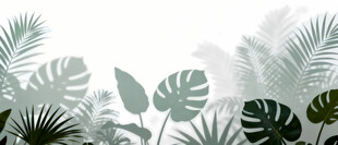 雾气磨砂膜效果绿植贴图