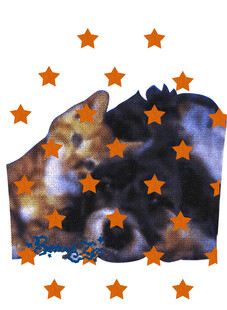 星空猫咪与橙色星星图案