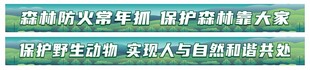 森林背景
