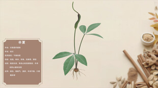 一株绿植与中药材展示半夏