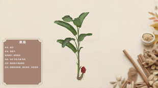绿植盆栽展示草果