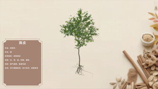 简约风绿植与香料装饰图