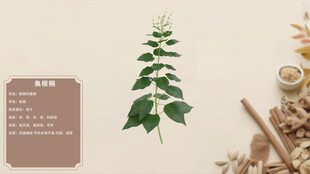 中草药臭梧桐