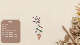 中式草药标本与药材展示地黄