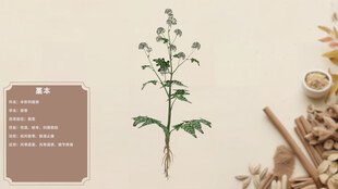 中草药藁本