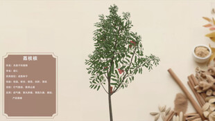 中草药荔枝核