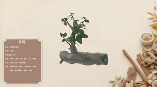 中草药没药