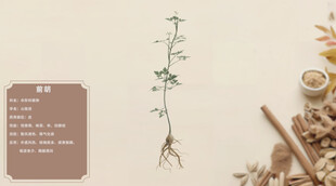 中药材展示前胡