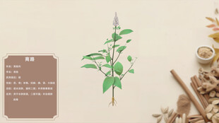 中草药商路