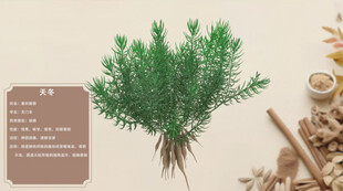 传统草本植物天冬