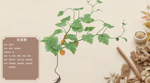 药用植物展示天花粉