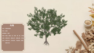 中草药乌梅