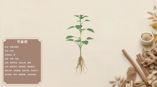 中草药苎麻根